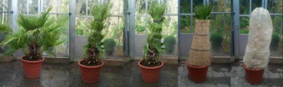 strijd woonadres twijfel Winterbescherming palmbomen - Palmerie